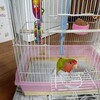 鳥かごの掃除