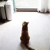 外からの不気味な鳴き声に釘付けになるアメショのミラ