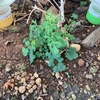 ハーブ🌿の香りはどうしてあるのか？