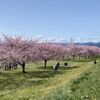 安行寒桜