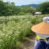 大原野フジバカマ園のお話。