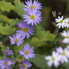 今朝の庭から：清澄山白菊、サフラン