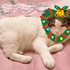 面白文字変換とクリスマス画像