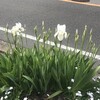 文目