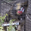 2021-03-07【その②】葉っぱを取って食べるマンジュウロウ