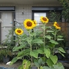 今日は終日晴れ？早朝気温は２７℃、日中は３６℃の猛暑？