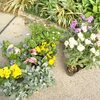 ガーデナーズの皆さんが花を植えました