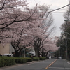  桜満開！山梨＋秩父へお花見ドライブ　富士山と桜「大法師公園」〜荒神山夜桜〜長瀞桜並木