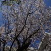 桜が満開に