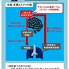 予測と結果にズレがある。呼吸困難発生のメカニズム