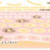 【お肌の基礎知識】皮膚の基本機能と構造　表皮・真皮・皮下組織