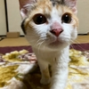 MC21のフロント回りを整備しよう⑤・・・の巻