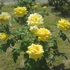 薔薇公園