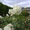 Roses au jardin du Palais Royal　パレ・ロワイヤルの薔薇