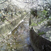 雨、桜もおしまい？