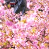 京急２１００　三浦海岸の河津桜