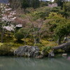 嵐山と東山の桜