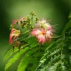 ねむの花忌　～佐藤義則を偲ぶ会～