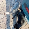 代車に乗って