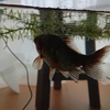 数々のトラブルが落ち着いた金魚