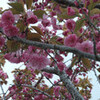 桜が・・・