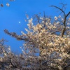 Pink Moon（2023/04/02）