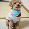 トリミングデー