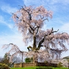 3:54 pm　京都は祇園の丸山公園