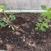 chi-の家庭菜園；ミニトマト植え付け後