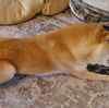 しれっと終了、だよ