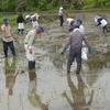 九条田んぼの田植えにちょこっと参加しました