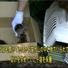 段ボールの中に入れられて捨てられた子猫を緊急保護
