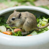 ハムスター飼育のすすめ