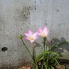 ど根性ゼフィランサス＆今日の独り言
