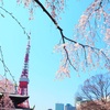 増上寺の桜🌸