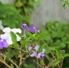 匂蕃茉莉