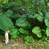 野生の観葉植物；クワズイモ