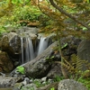 🍃新緑の湯島天神⛩