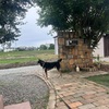 黒柴 🐶 つん