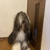 ●ぶーちゃん　シャンプー🚿