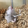 しろあん593日目