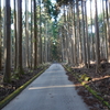 愛鷹山の植物　杉