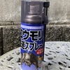 今年もコウモリの季節がやってきた
