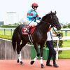 枠内で落ち着きを欠き、スタートで出遅れ。控える競馬を余儀なくされ、道中は幾分行きたがる面を見せる。勝負どころから外目を進出し、直線でも伸びてくるシーンはあったも、坂を駆け上がって一気に苦しくなる。最後は流れ込む感じで１１着に敗れる。★クールキャット