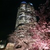 六本木ヒルズ毛利庭園の夜桜ライトアップ 桜はほぼ満開で綺麗でした