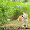 言葉がわかる犬