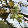 「マダム倶楽部」活動報告　花を愛で、鯉に餌をやり、いつもの公園ですが、楽しみ方色々デス♪　4月16日（2019）