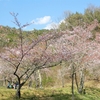 花めぐりシリーズ： 世羅甲山ふれあいの里・桜まつり ③（広島県世羅郡世羅町）