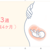 妊婦さん13週目観察