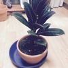 ゴムの木植え替え